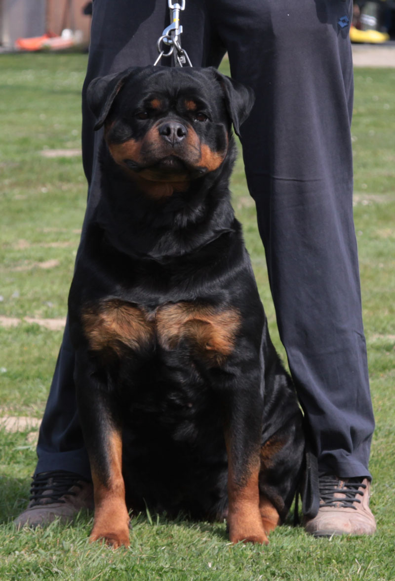 Viva von Kelemen Ramonasitting