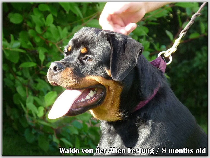 Waldo von der Alten Festung Waldo von der Alten Festung