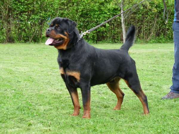 Waldo von der Alten Festung Waldo von der Alten Festung