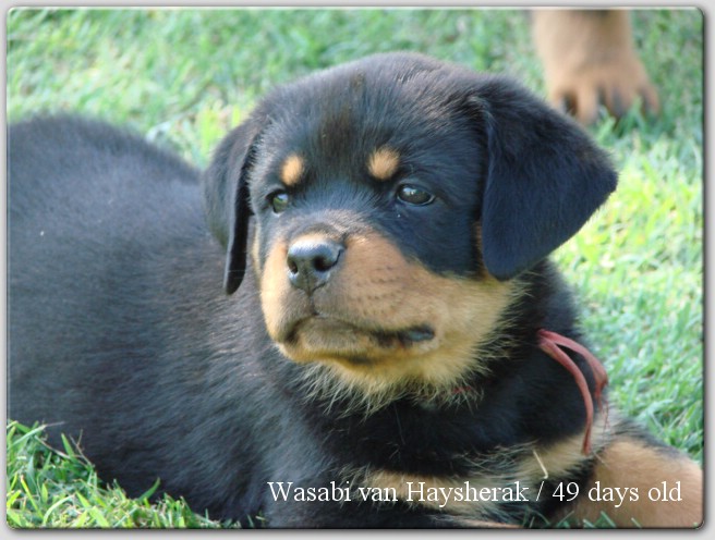 Wasabi van Haysherak Wasabi van Haysherak