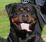 Yuma von der Alten Festung Xola