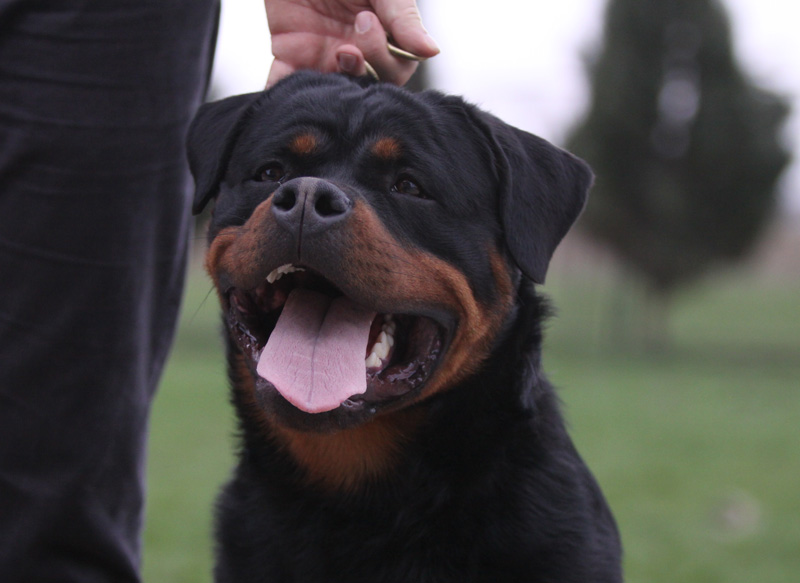 Yackomo von der Alten Festung Yackomo von der Alten Festung