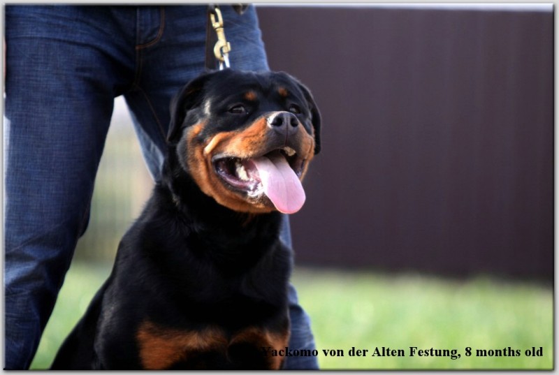 Yackomo von der Alten Festung Yackomo von der Alten Festung