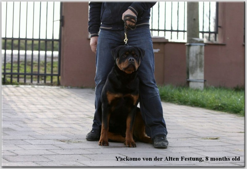 Yackomo von der Alten Festung Yackomo von der Alten Festung