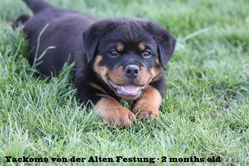 Yackomo von der Alten Festung Yackomo von der Alten Festung