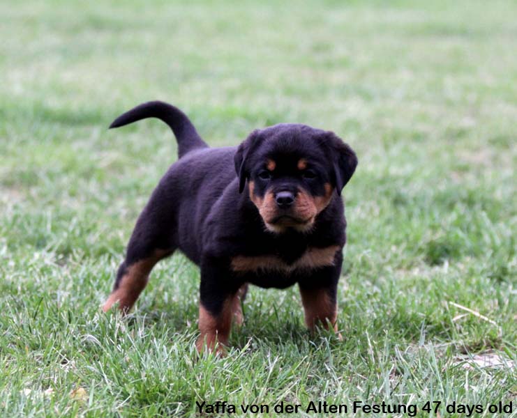Yaffa von der Alten Festung Yaffa von der Alten Festung