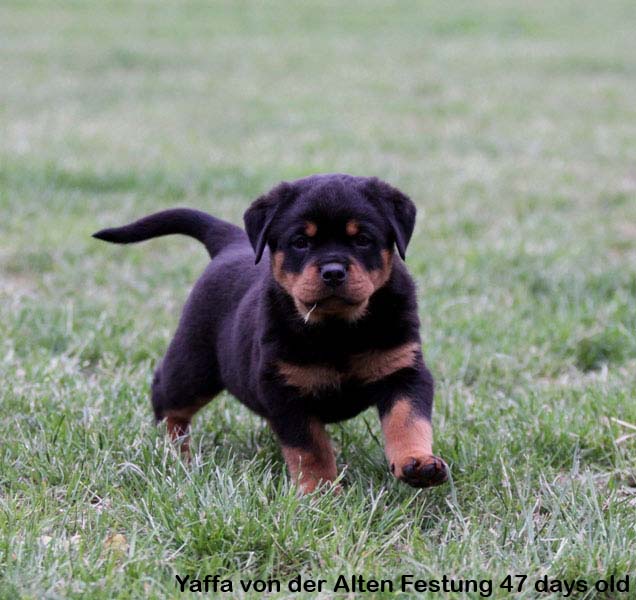 Yaffa von der Alten Festung Yaffa von der Alten Festung