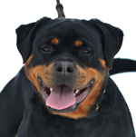 Borostyankoi-Venusz Bella Yaffa