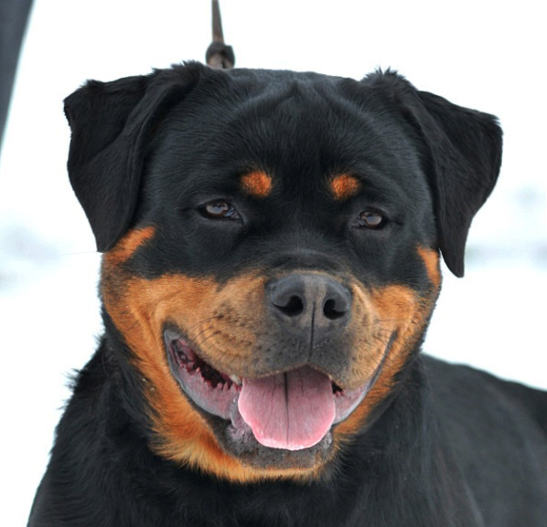 Yaffa von der Alten Festung Yaffa