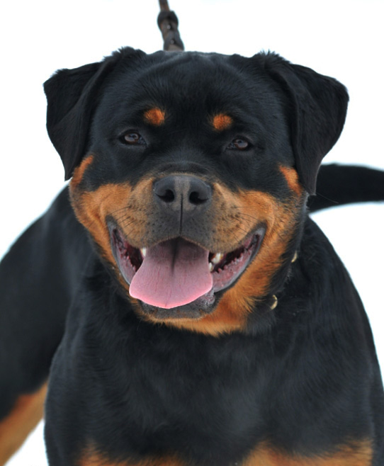 Yaffa von der Alten Festung Yaffa