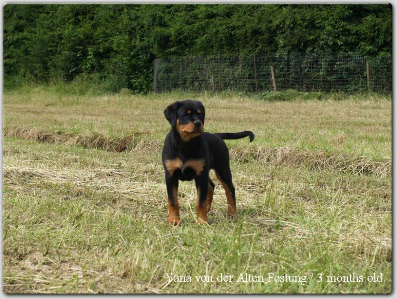 Yana von der Alten Festung Yana von der Alten Festung