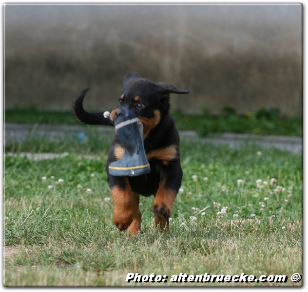Yerri von der Alten Festung 2,5 months old Yerri von der Alten Festung 2,5 months old