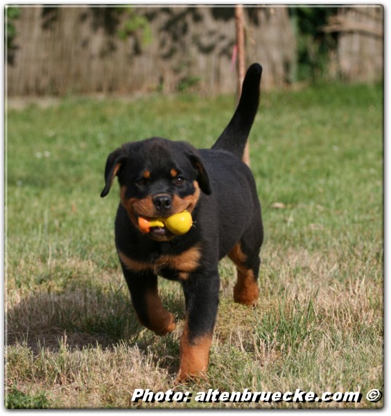 Yerri von der Alten Festung 2,5 months old Yerri von der Alten Festung 2,5 months old