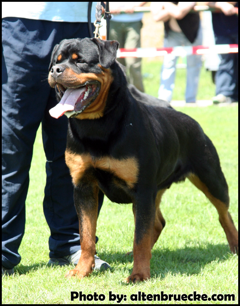 Yerri von der Alten Festung Yerri von der Alten Festung