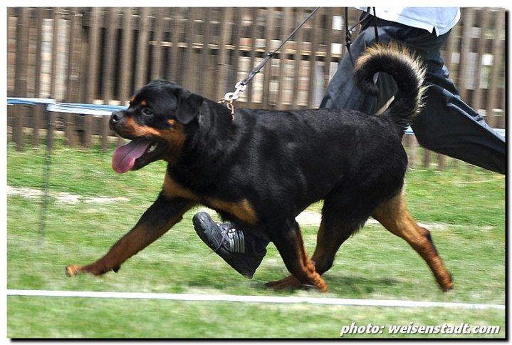 Yerri von der Alten Festung Yerri von der Alten Festung
