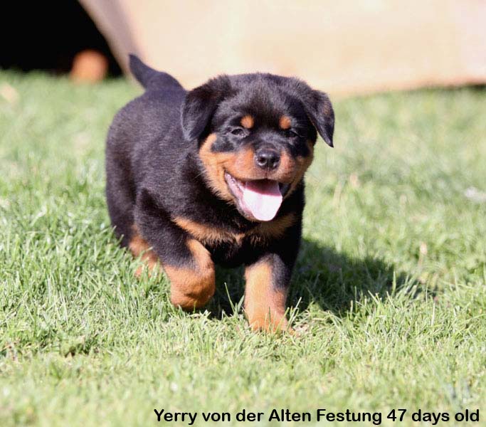 Yerry von der Alten Festung Yerry von der Alten Festung
