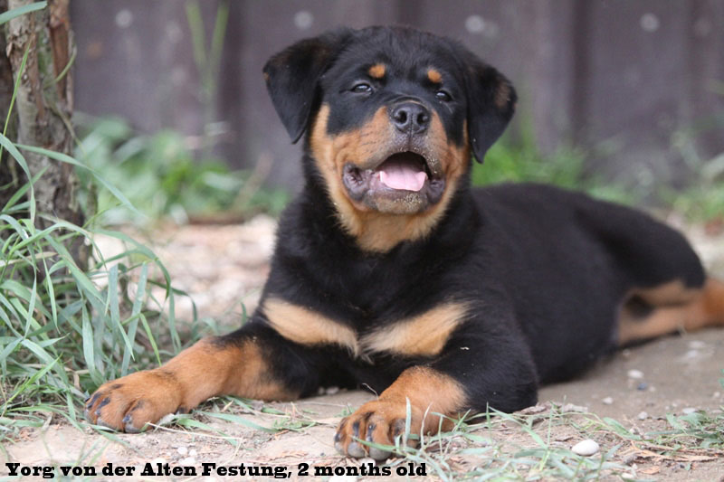 Yorg von der Alten Festung Yorg von der Alten Festung