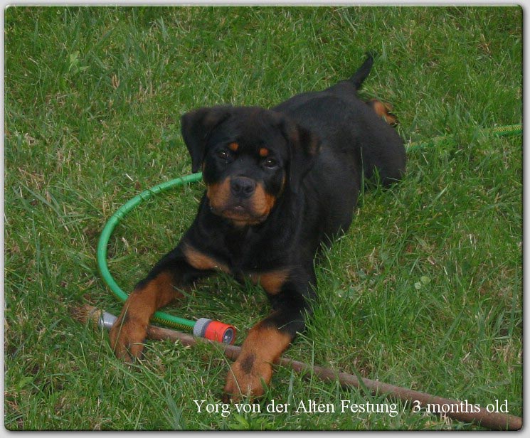 Yorg von der Alten Festung Yorg von der Alten Festung
