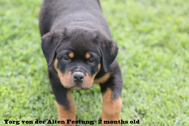 Yorg von der Alten Festung Yorg von der Alten Festung