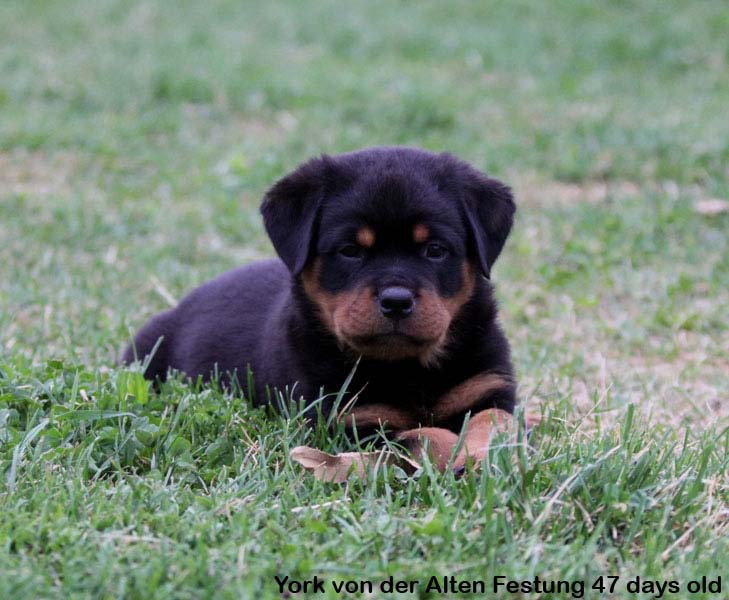 York von der Alten Festung York von der Alten Festung