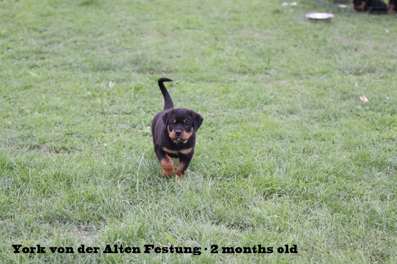 York von der Alten Festung York von der Alten Festung