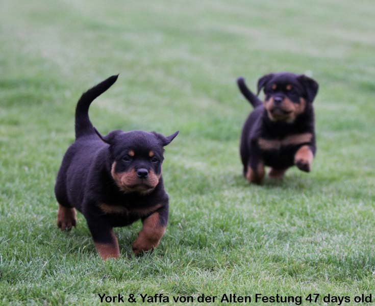 York & Yaffa von der Alten Festung York & Yaffa von der Alten Festung