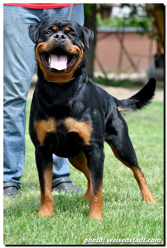 Moo from Brodgar of Orkney Yuma von der Alten Festung