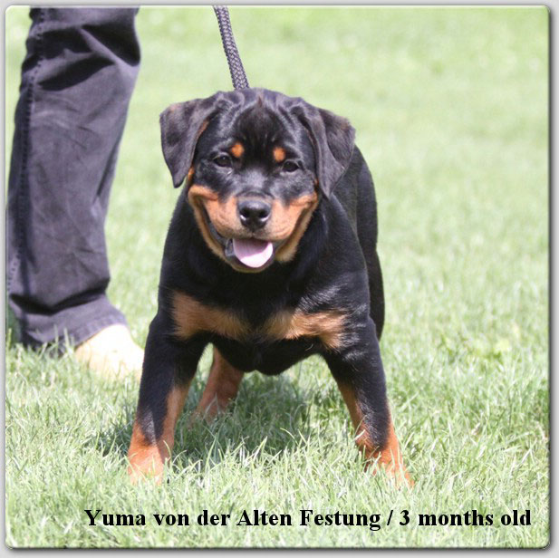 Yuma von der Alten Festung Yuma von der Alten Festung