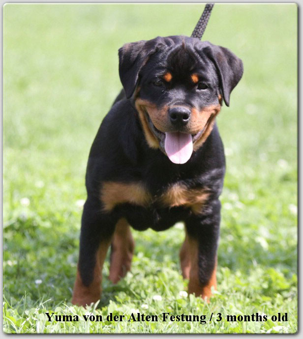 Yuma von der Alten Festung Yuma von der Alten Festung