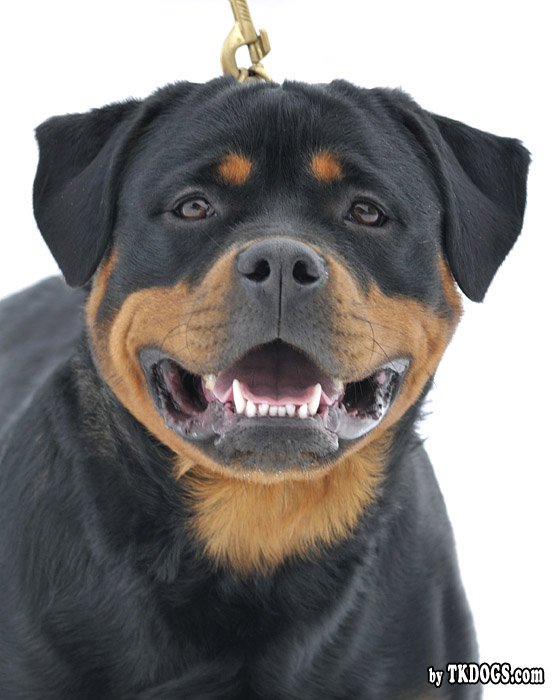 Yuma von der Alten Festung Yuma von der Alten Festung