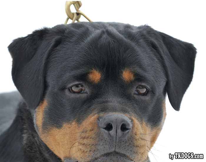 Yuma von der Alten Festung Yuma von der Alten Festung