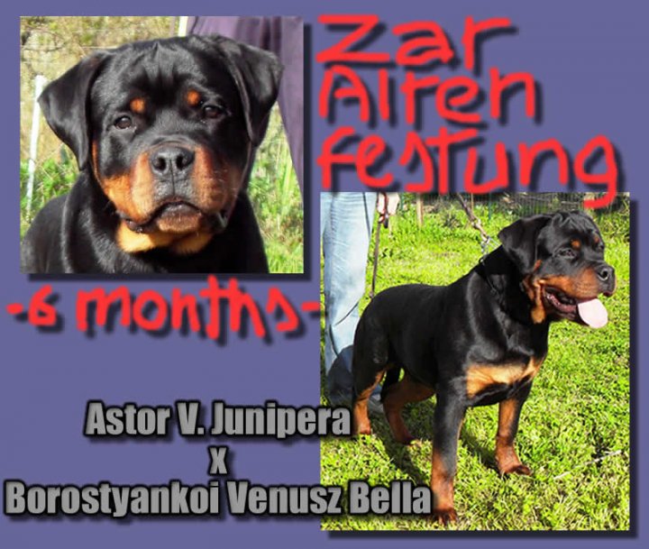 Zar von der Alten Festung Zar von der Alten Festung