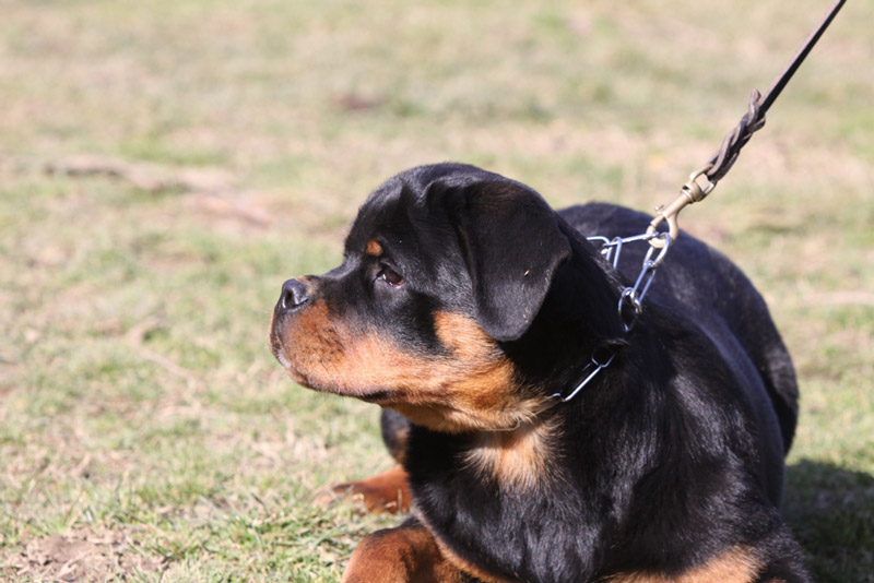 Zenith von der Alten Festung Zenith von der Alten Festung