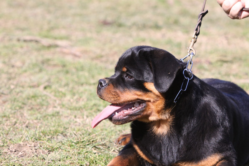 Zenith von der Alten Festung Zenith von der Alten Festung