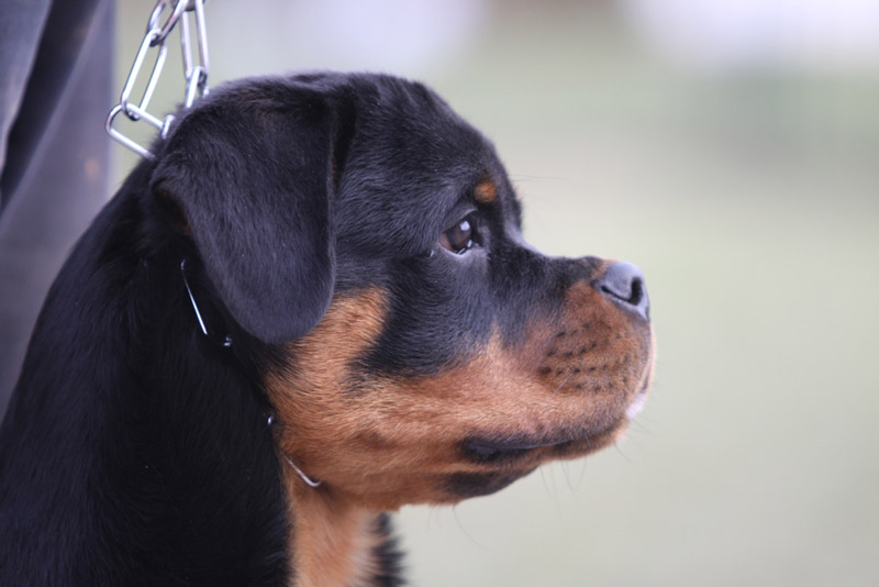 Zenith von der Alten Festung Zenith von der Alten Festung