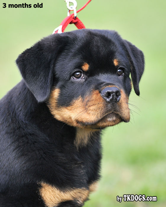 Zenith von der Alten Festung Zenith von der Alten Festung