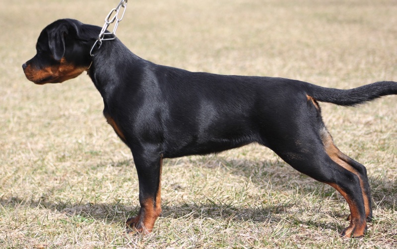 Zorion von der Alten Festung Zorion von der Alten Festung