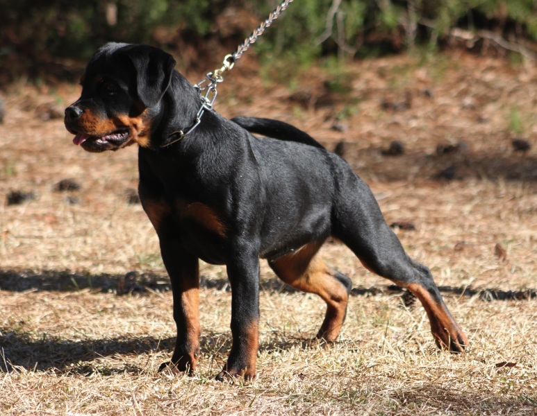 Zorion von der Alten Festung Zorion von der Alten Festung