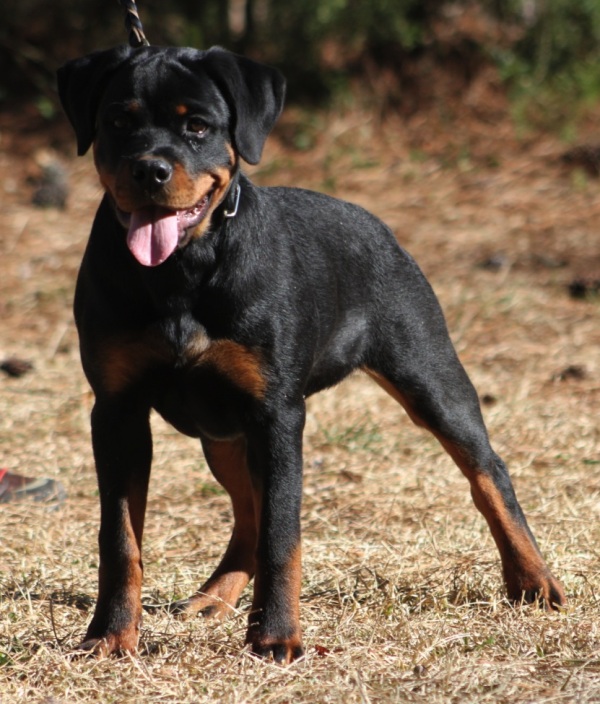 Zorion von der Alten Festung Zorion von der Alten Festung