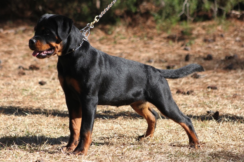 Zorion von der Alten Festung Zorion von der Alten Festung
