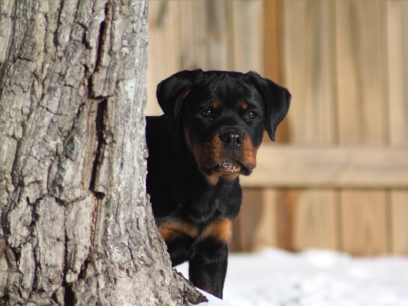 Zorion von der Alten Festung Zorion von der Alten Festung