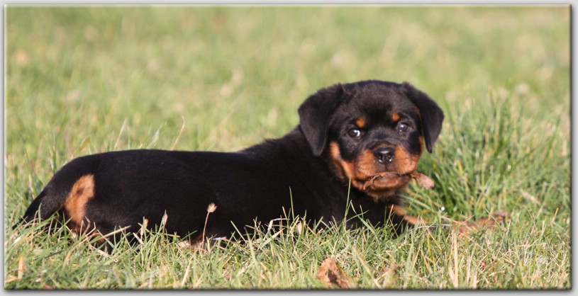 Zorion von der Alten Festung Zorion von der Alten Festung