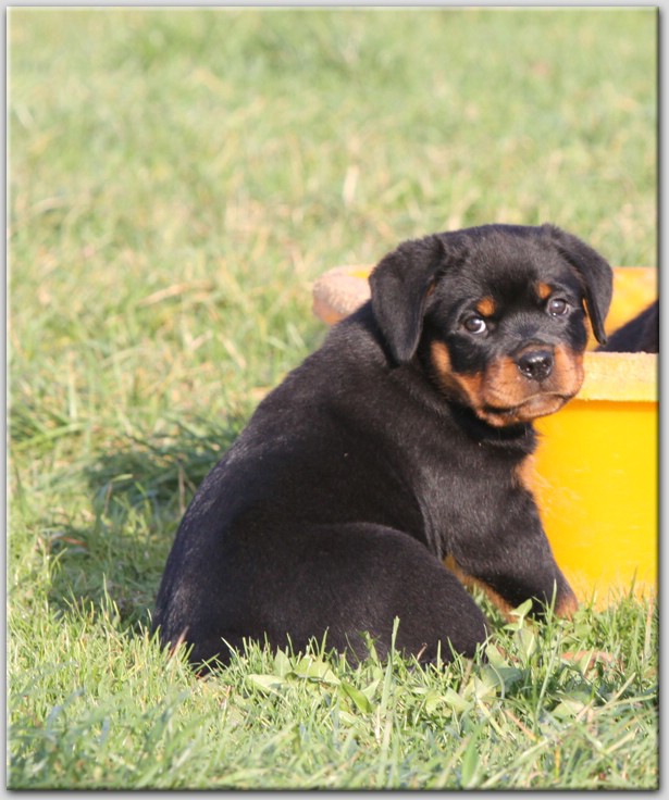 Zorion von der Alten Festung Zorion von der Alten Festung