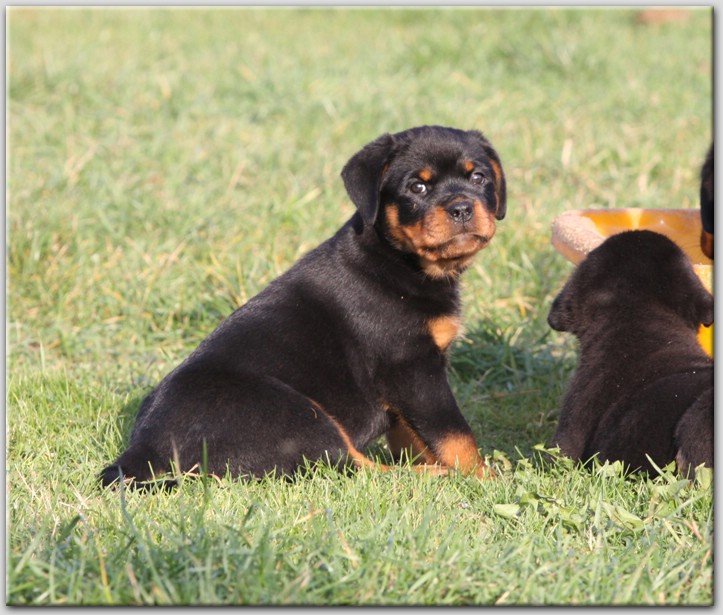 Zorion von der Alten Festung Zorion von der Alten Festung