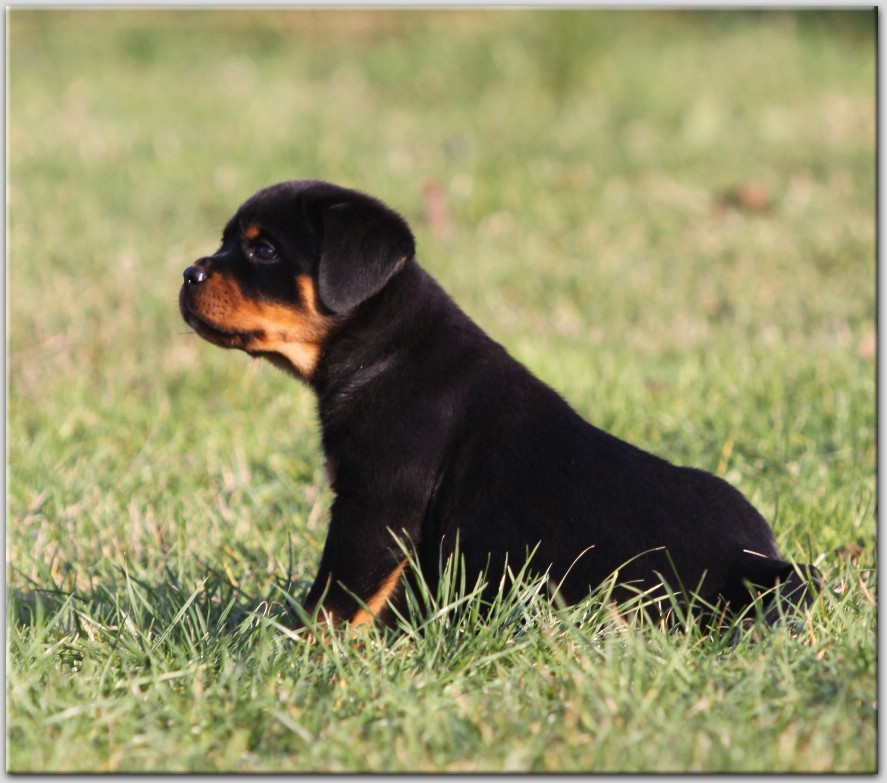 Zorion von der Alten Festung Zorion von der Alten Festung