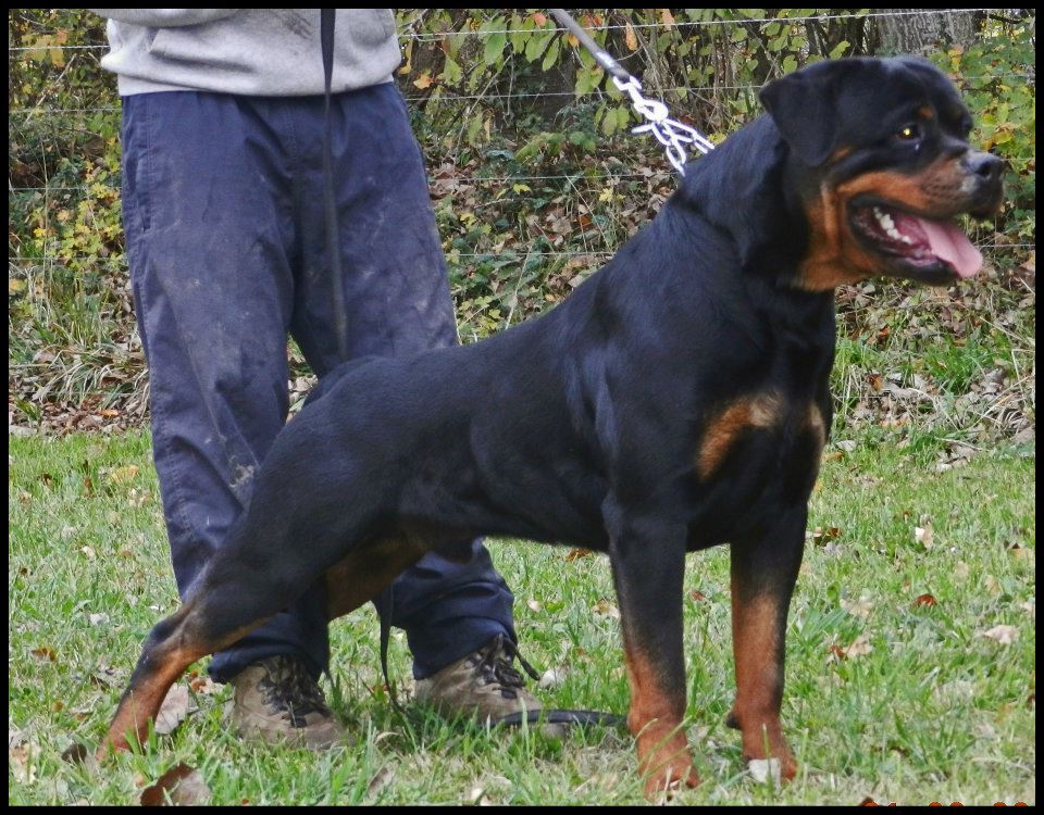 Zar von der Alten Festung Zar von der Alten Festung