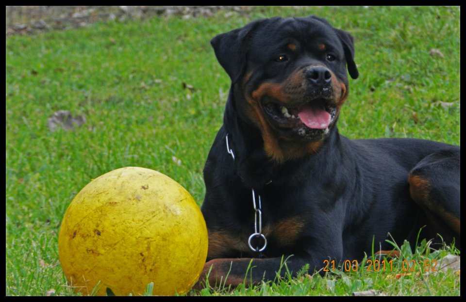 Zar von der Alten Festung Zar von der Alten Festung