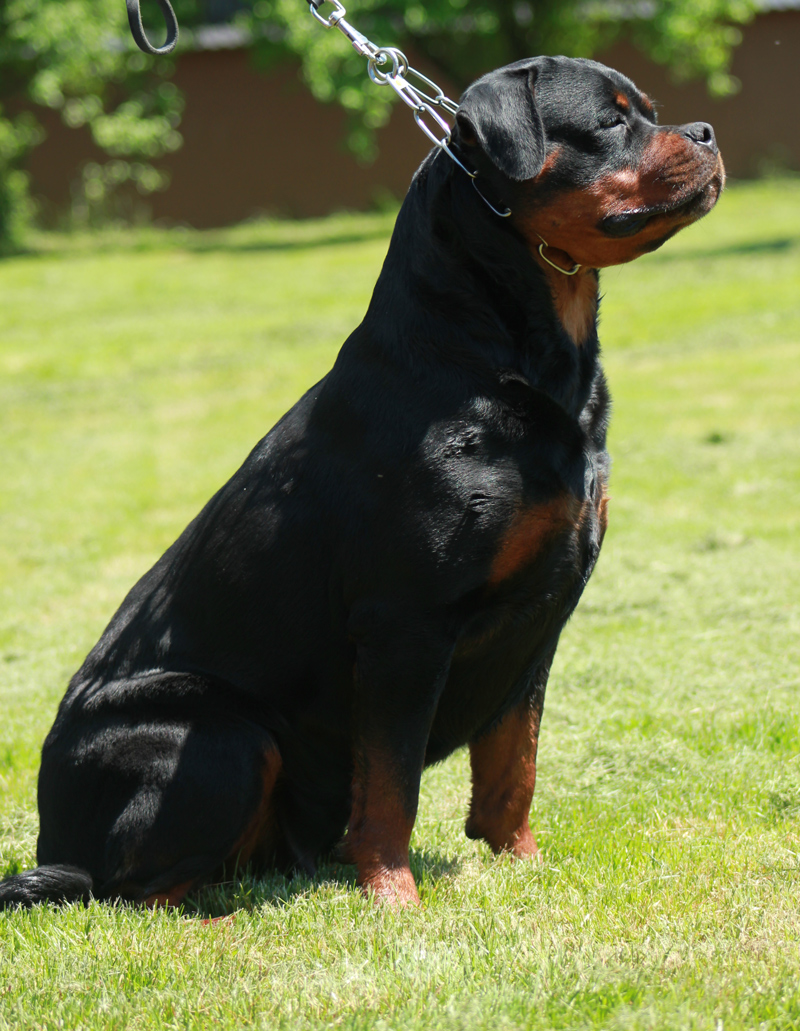 Zara von der Alten Festung