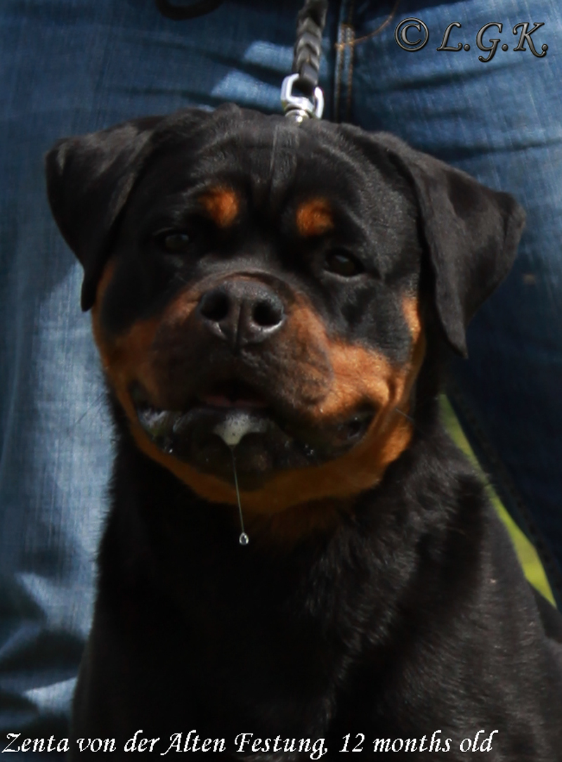 Safir von der Alten Festung Zenta