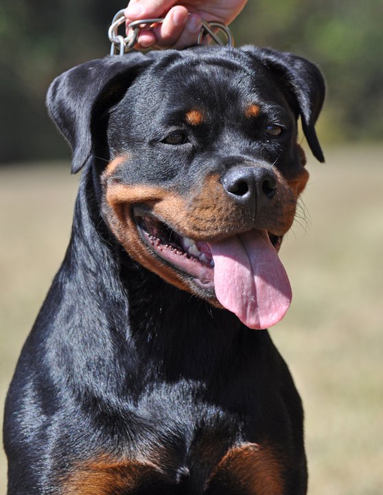 Zorion von der Alten Festung title=